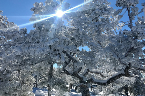 Grand Canyon National Park: 2-Hour Small-Group Hummer Tour