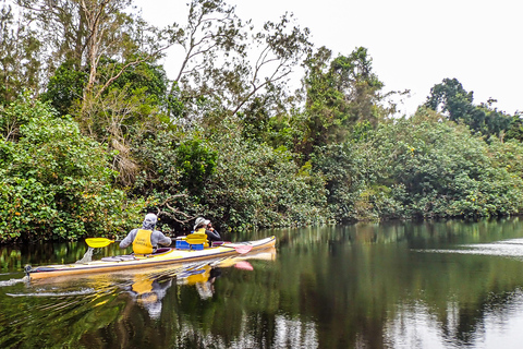 Noosa Everglades: Truly Sustainable Guided Tour