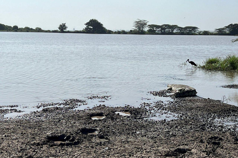 Nairobi National Park: Early Morning or afternoon adventure Early morning game drive in a Landcruiser JEEP