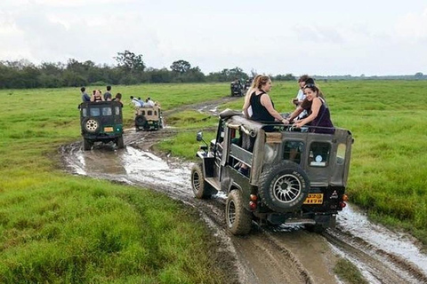 From Colombo: Wilpattu Leopard Safari Private Tour Wilpattu Leopard Safari Private Day Tour