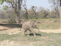 Tour del parco nazionale di Chitwan - Housity