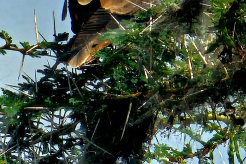 Nairobi National Park Guided Game Drive