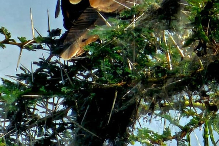Nairobi National Park Guided Game Drive