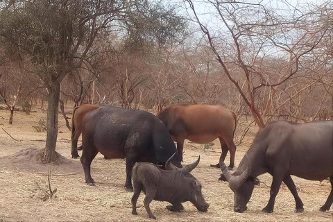 Dakar: Bandia Reserve Safari & Somone Lagoon Boat Ride