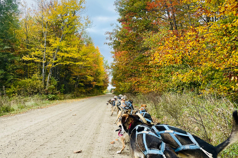 St-Liguori: Cani-Karting/Hundeschlittenfahrt erleben