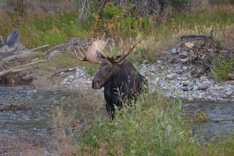Jackson: Grand Teton & Yellowstone Private Van Tour