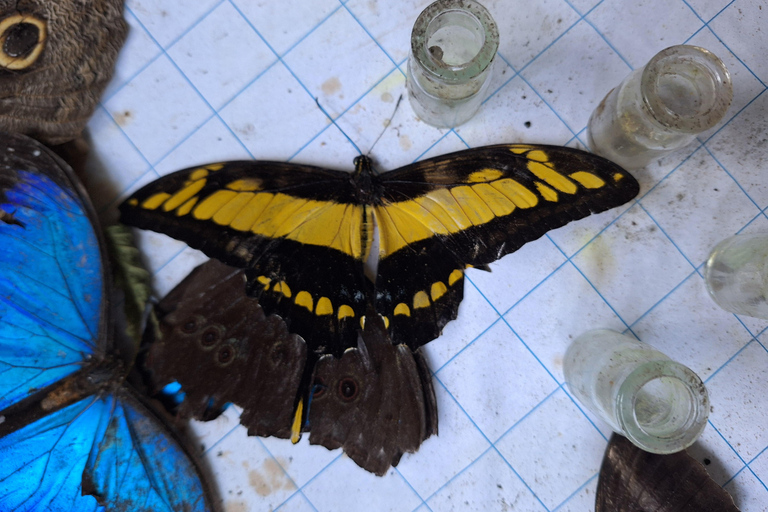 Iquitos: Pilpintuwasi Butterfly Farm and Native Communities