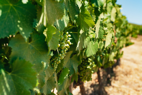 Douro-dalen: Vinresa med lunch, provsmakningar och flodkryssning