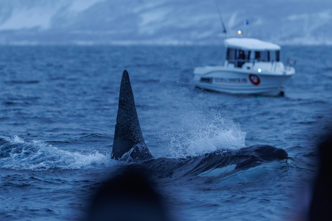 From Skjervøy: Whale Watching in a Heated Cabin Cruiser