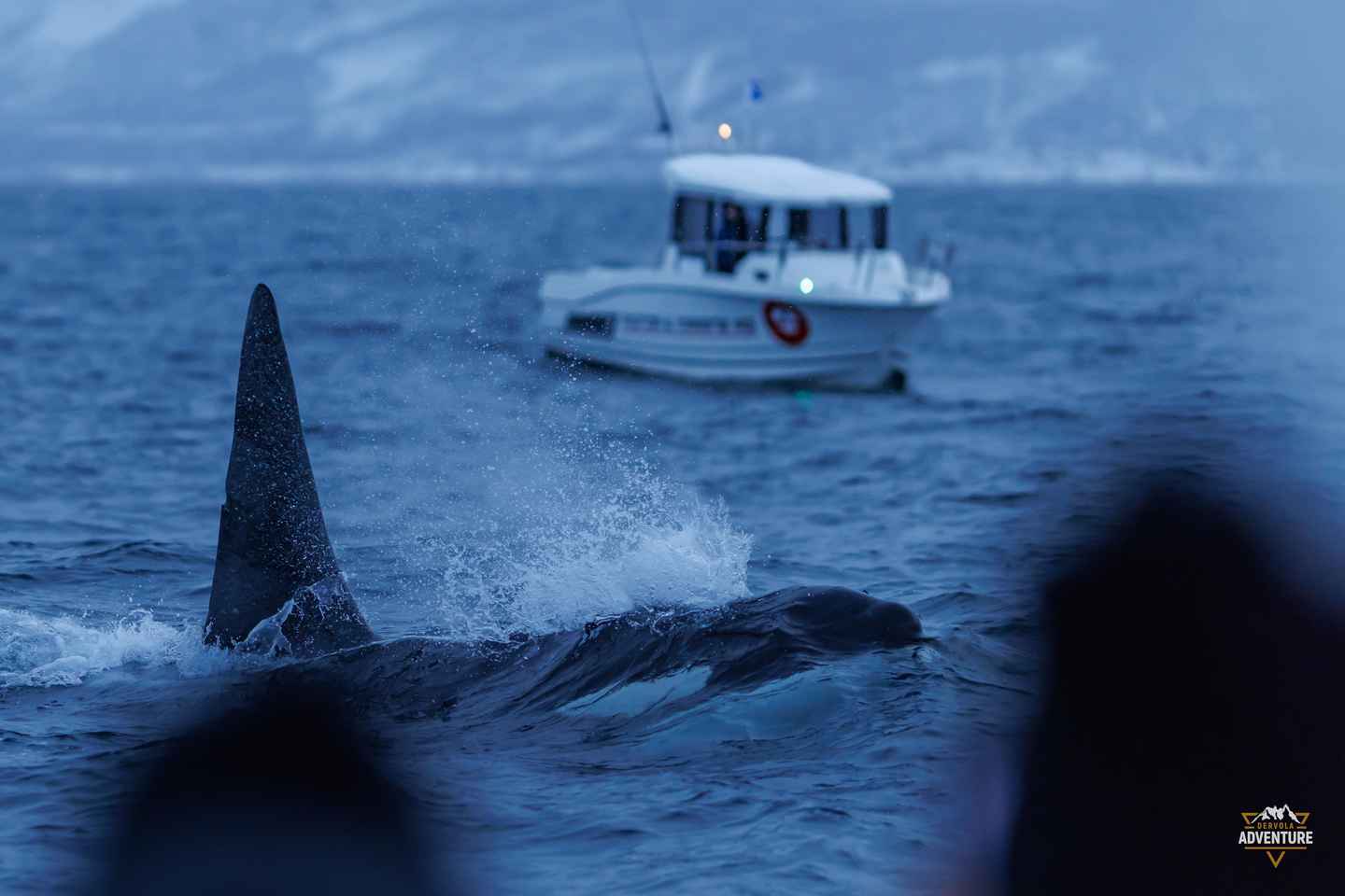 From Skjervøy: Whale Watching in a Heated Cabin Cruiser