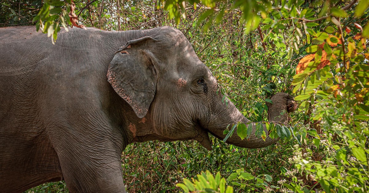 Kulen Elephant Siem Reap Forest in Small Group Tour | GetYourGuide