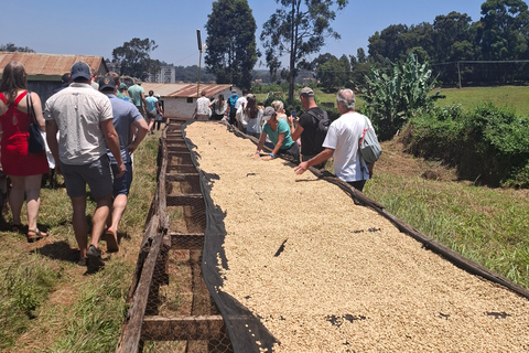 TOUR GIORNALIERO DELLA FATTORIA DEL CAFFÈ FAIRVIEW