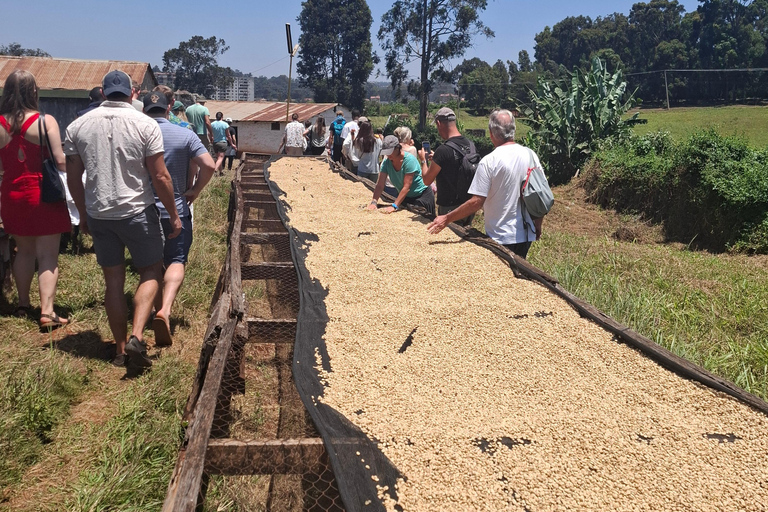 TOUR GIORNALIERO DELLA FATTORIA DEL CAFFÈ FAIRVIEW