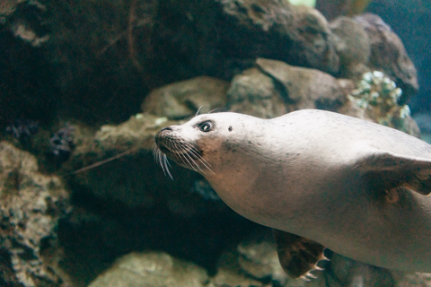 Genoa: Aquarium of Genoa with Lunch