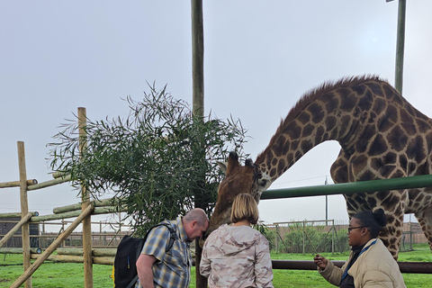 Cheetah, Giraffes Encounter, lion's park, and Wine Tasting