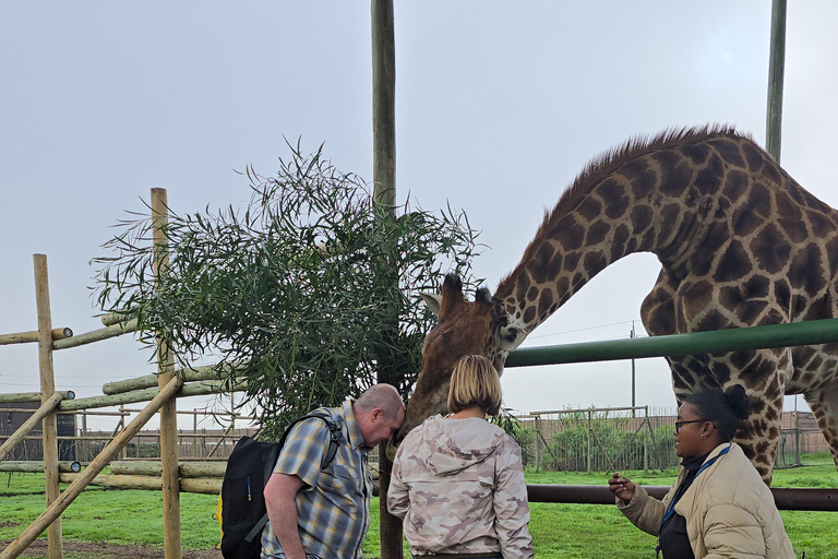 Cheetah, Giraffes Encounter, lion's park, and Wine Tasting