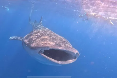 Isla Mujeres - Snorkeling com tubarões-baleia e raias-manta