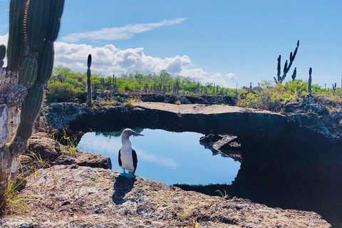 Tunnels des Galápagos : plongée en apnée avec des requins, des hippocampes et des tortues de merExcursion dans les tunnels des Galápagos : plongée en apnée avec requins et hi