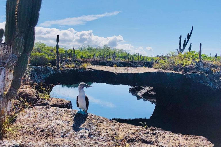 Tunnels des Galápagos : plongée en apnée avec des requins, des hippocampes et des tortues de merExcursion dans les tunnels des Galápagos : plongée en apnée avec requins et hi