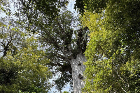 Waipoua Forest: Tane Mahuta & Kauri Museum from Auckland
