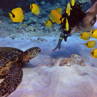Lahaina: Turtle Town Snorkel og Whale Watching Cruise