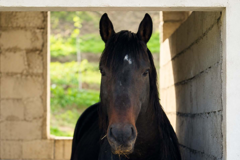 Ride Through Nature – Horse Tour Near Tirana & Durres
