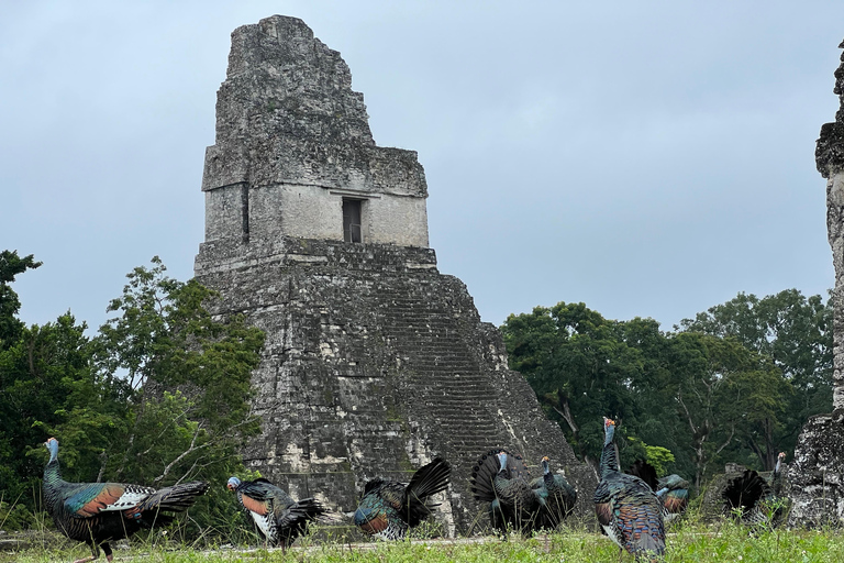 Tikal Sunset, Archeological focus and Wildlife Spotting From San Ignacio Belize, Small Group