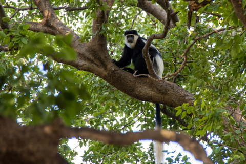 Awash-Nationalpark – Safari &amp; Wasserfallblick