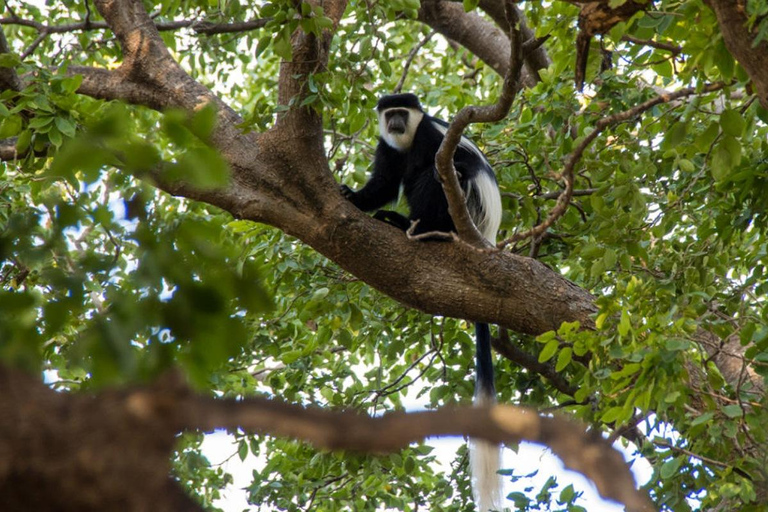 Awash-Nationalpark – Safari &amp; Wasserfallblick