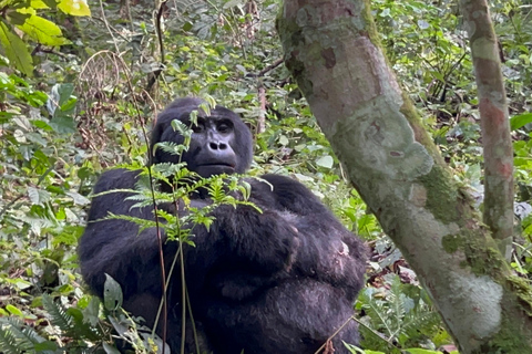 Excursión de 1 día a Uganda para hacer senderismo con gorilas desde Kigali (Ruanda)