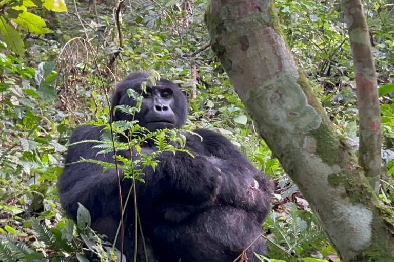 1 journée d&#039;excursion en Ouganda pour le trekking des gorilles au départ de Kigali, Rwanda