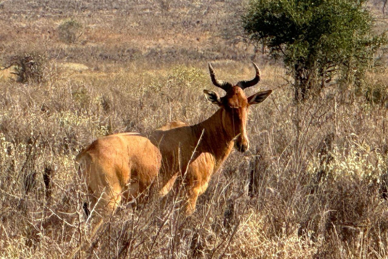 Nairobi: 4 Days epic trip to Amboseli, Tsavo West & East