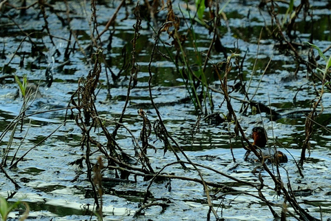 From Nairobi: Ondiri Wetland Guided Walking Tour