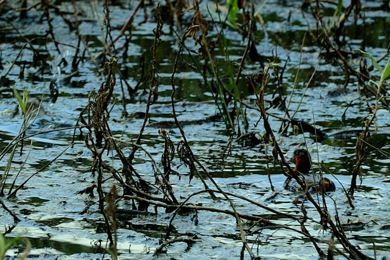 From Nairobi: Ondiri Wetland Guided Walking Tour