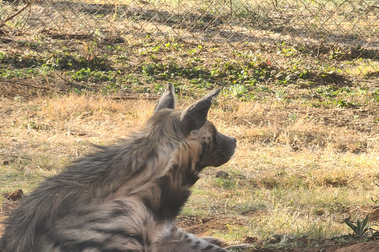 From Johannesburg: Lion & Safari Park Guided Game Drive
