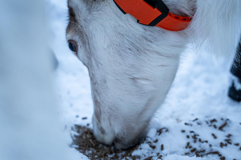Tromsø: Sami Camp and Reindeer Experience with Lunch