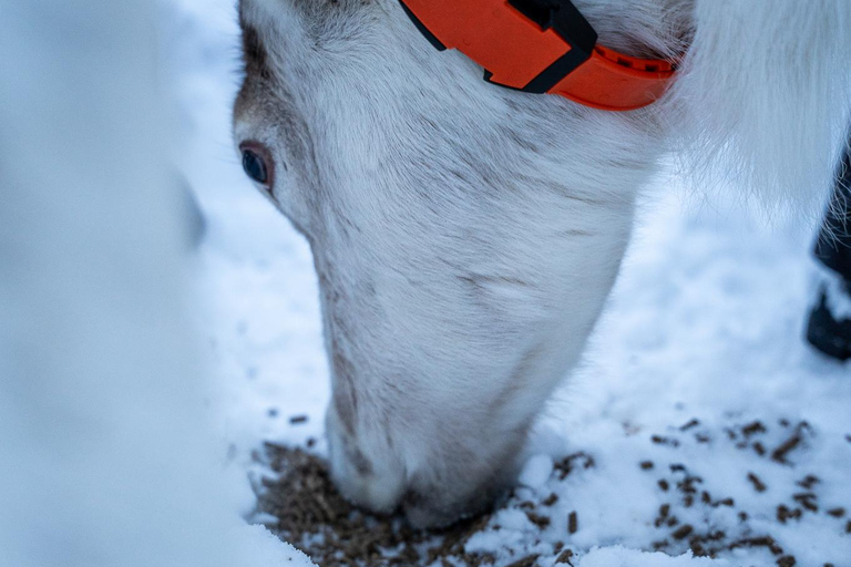 Tromsø: Sami Camp and Reindeer Experience with Lunch