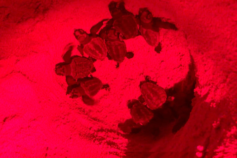 Santiago Island: Turtle Watching Tour with Wildlife Guides
