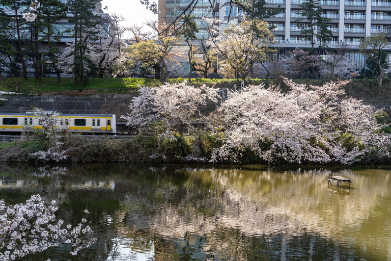 Tokyo: Cherry Blossom E-Bike Tour with Guide