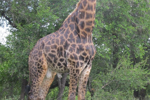 3 Days Akagera Safari – Big Five Game Drives & Boat Ride .