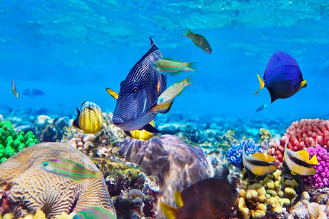 Raj Mnemba; snorkling ze skuterem wodnym z plaży Kendwa