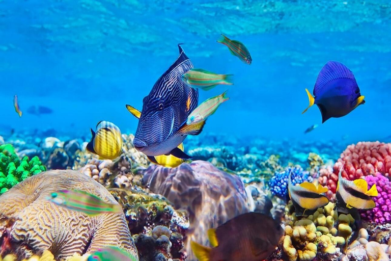 Raj Mnemba; snorkling ze skuterem wodnym z plaży Kendwa