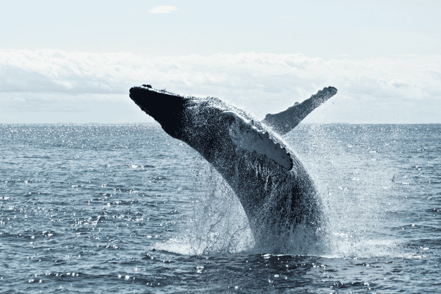 New York City: Wal- und Delfinbeobachtung mit fachkundigem Guide. Foto: GetYourGuide