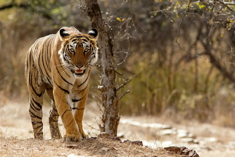 From Delhi: 6 Days Delhi, Agra, Jaipur and Ranthambore Tour Private Tour with Car + Driver + Guide + Tiger Safari