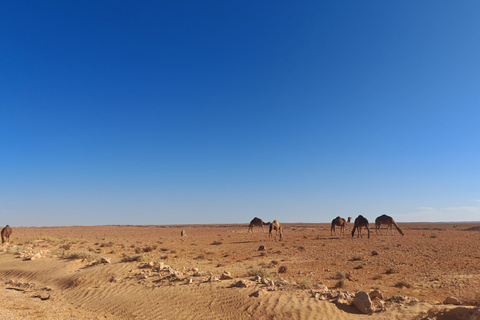 جربة: رحلة سفاري لليلة واحدة في خيام البربر.