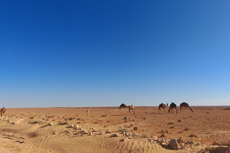 جربة: رحلة سفاري لليلة واحدة في خيام البربر.