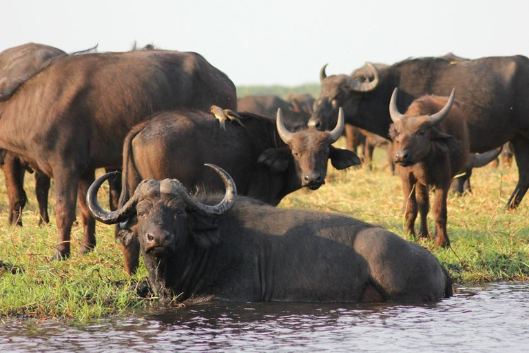 Victoriafallen: Naturskön byupplevelse med lunchkryssning
