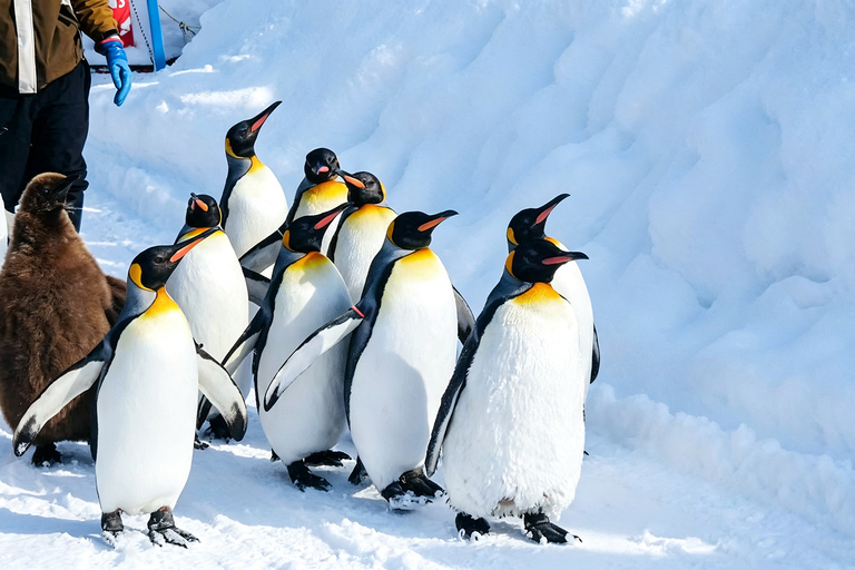 Sapporo: Asahiyama Zoo, Blue Pond & Chiyoda Farm Day Tour Private Sightseeing Tours
