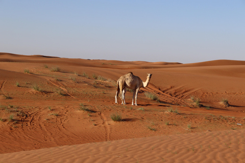 3000cc duinbuggyrit met zandboarden - Rode duinenDuin Buggy Avontuur +Zandboarden - Dubai Rode Duinen