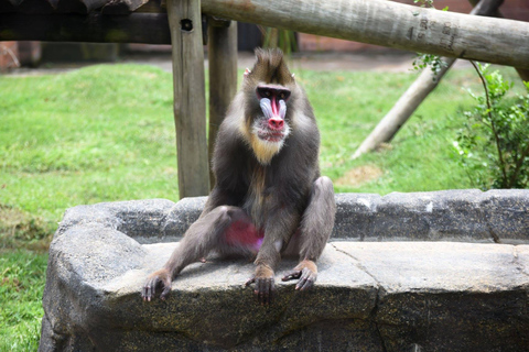 Río de Janeiro: Tour guiado por el BioParque con traslado